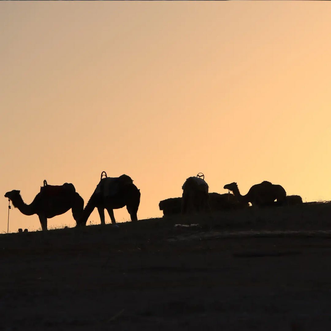 THE ELECTRICIANZ The NomadZ 42MM ZZ - A1C/10 - Lam Workshop